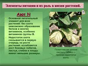 Как выбрать азотные удобрения для разных культур