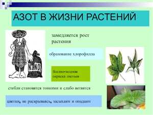 Летом: корректировка питания