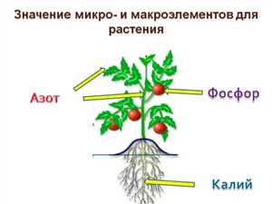 Азотные удобрения: роль в росте растений