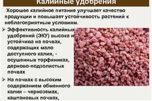 Калийные удобрения и их значение для урожайности 3 Определение потребности в калии для конкретных культур