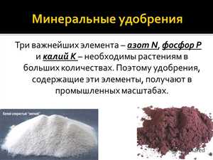 Калийные удобрения и их значение для урожайности Калийные удобрения и их значение для урожайности