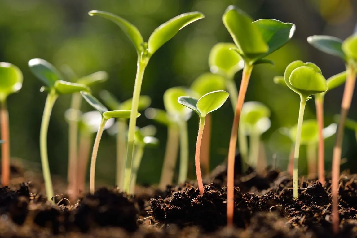 Летние подкормки для плодовых культур