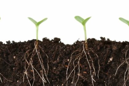 Влияние удобрений на экосистему 11 Влияние удобрений на экосистему