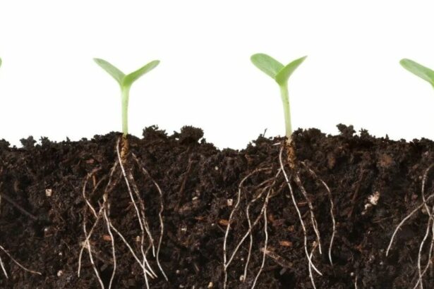 Влияние удобрений на экосистему