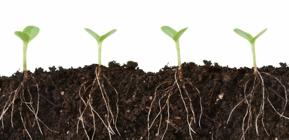 Влияние удобрений на экосистему