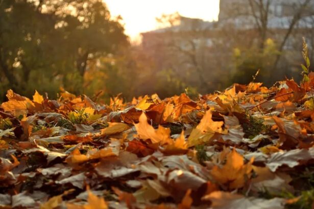 Погода при осеннем листопаде как она меняется