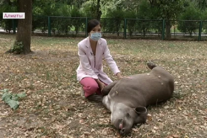 Алматинский зоопарк - что нового для детей и взрослых 8 Алматинский зоопарк - что нового для детей и взрослых