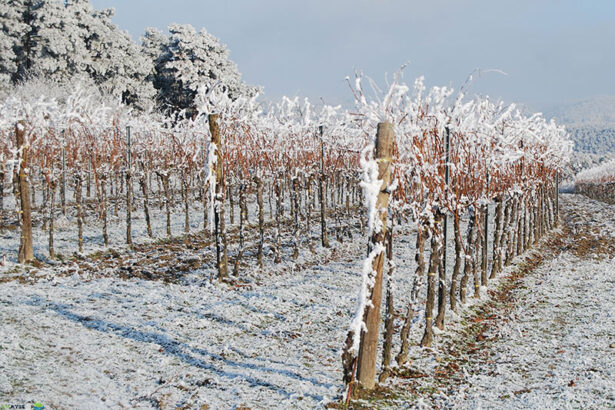 Погода при заморозках весной как защитить урожай