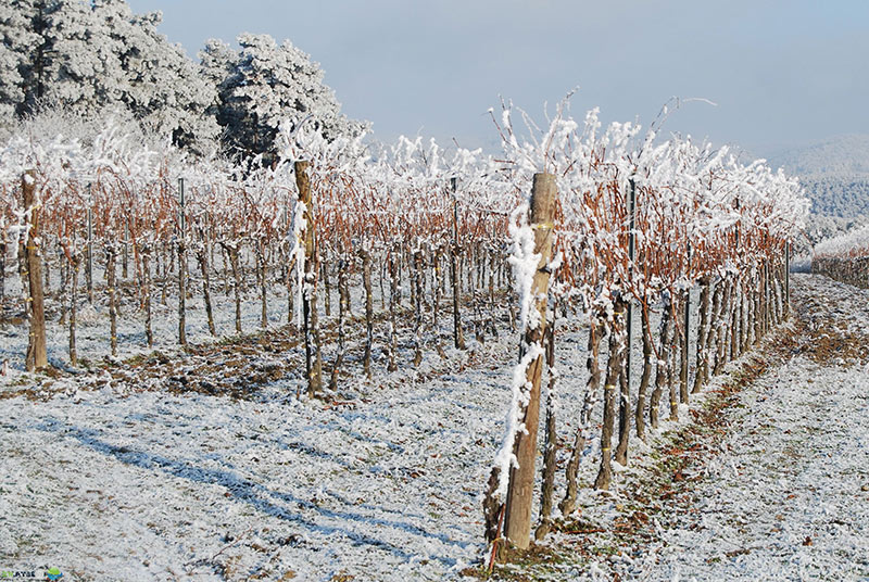 Погода при заморозках весной как защитить урожай 1 Погода при заморозках весной как защитить урожай