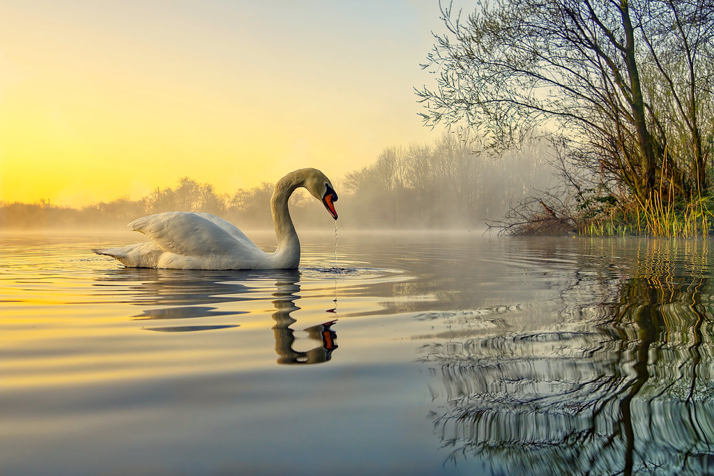 Озеро Аинское — живописное озеро с лебедями 7 Правила поведения и советы по охране природы