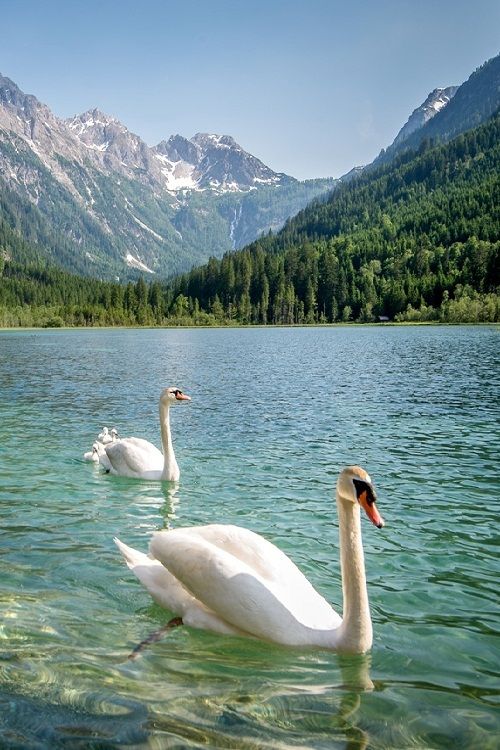 Озеро Аинское — живописное озеро с лебедями 3 Что можно увидеть вокруг озера Аинского?