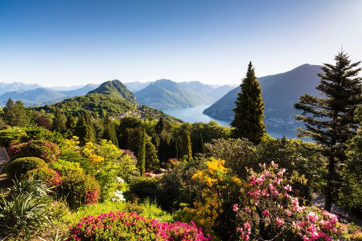 Многолетние растения