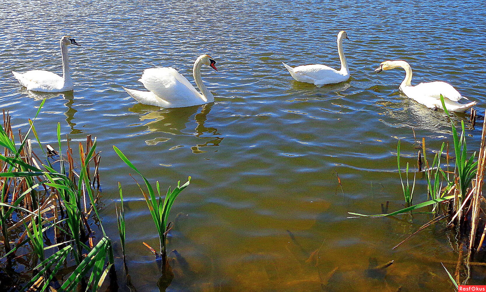 Озеро Аинское — живописное озеро с лебедями 2 Навигация