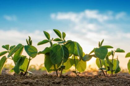 Азотные удобрения - роль в росте растений 3 Азотные удобрения - роль в росте растений