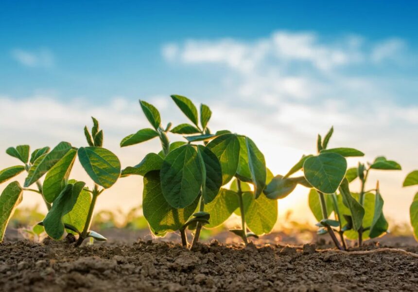 Азотные удобрения - роль в росте растений