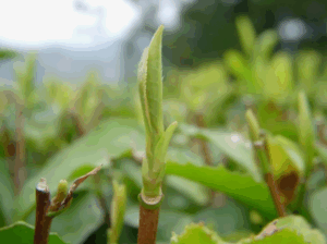 Как выбрать удобрение под тип почвы
