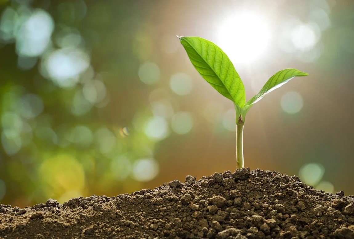 Как выбрать удобрение под тип почвы