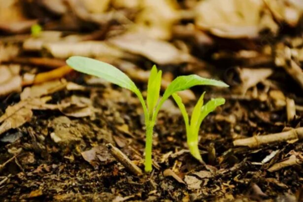 Калийные удобрения и их значение для урожайности