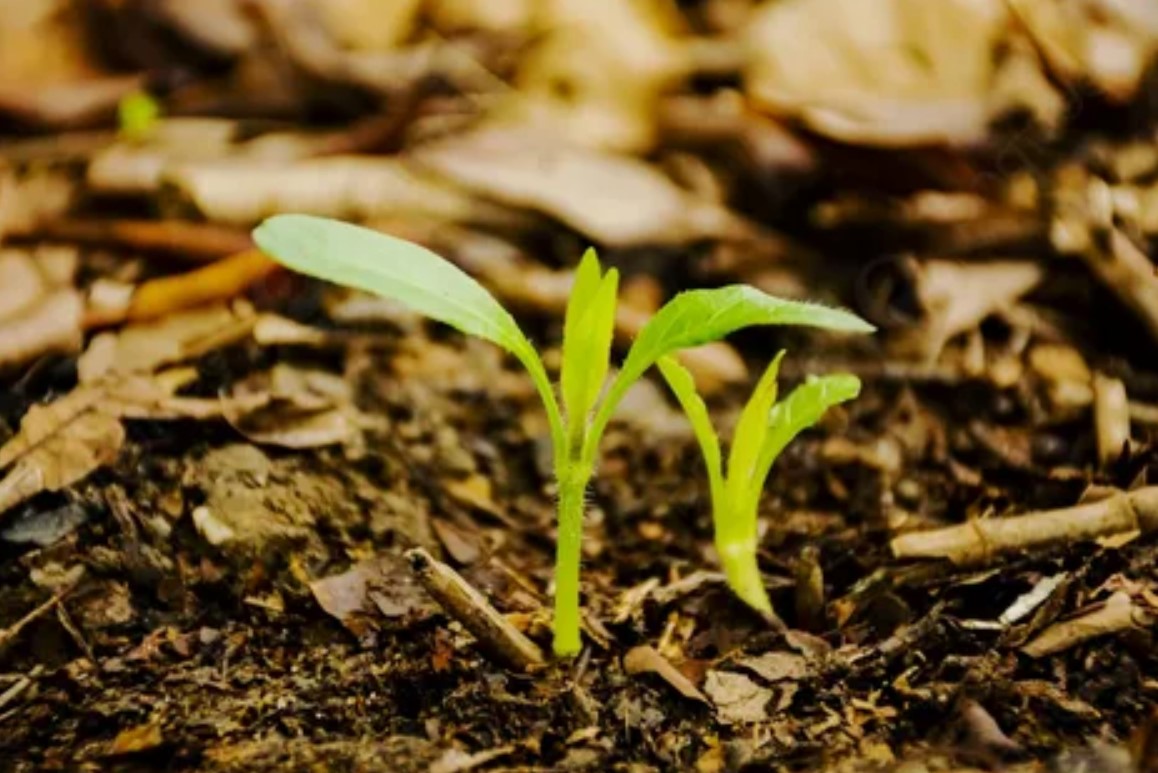 Калийные удобрения и их значение для урожайности 1 Калийные удобрения и их значение для урожайности