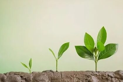 Минеральные и органические удобрения - сравнение