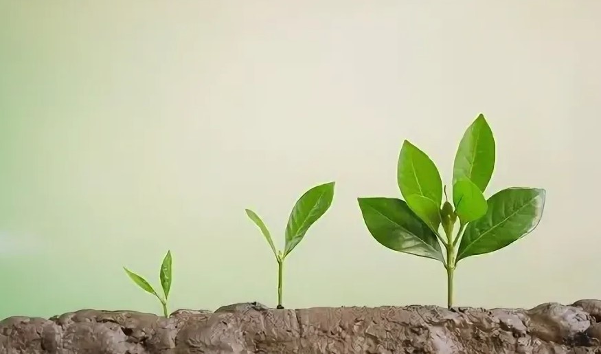 Минеральные и органические удобрения - сравнение