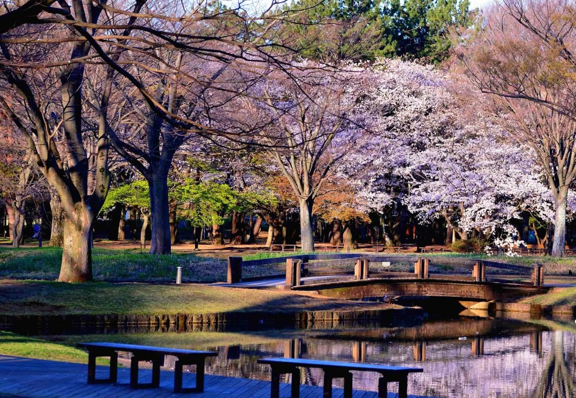 Удивительный парк Йойоги в Токио — место для всех 1 парк Йойоги