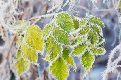 Погода при инее и изморози как образуются кристаллы
