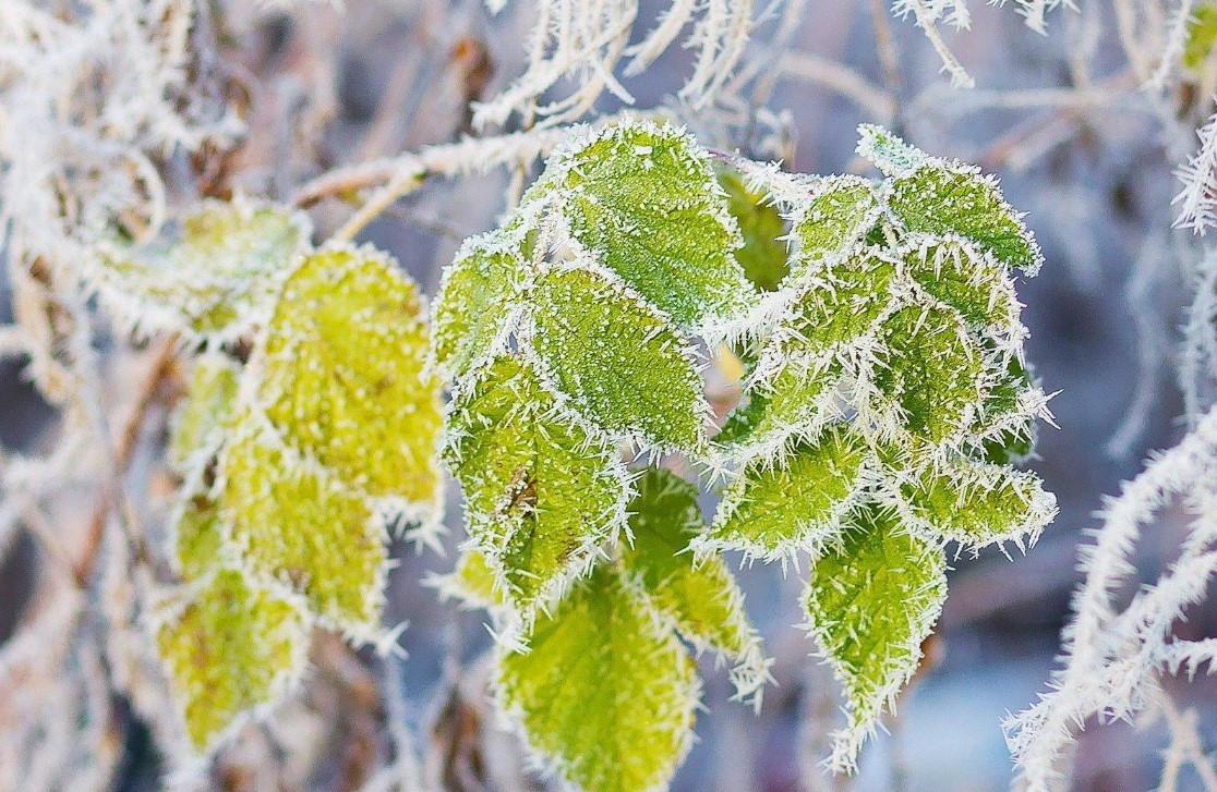 Погода при инее и изморози как образуются кристаллы 1 Погода при инее и изморози как образуются кристаллы