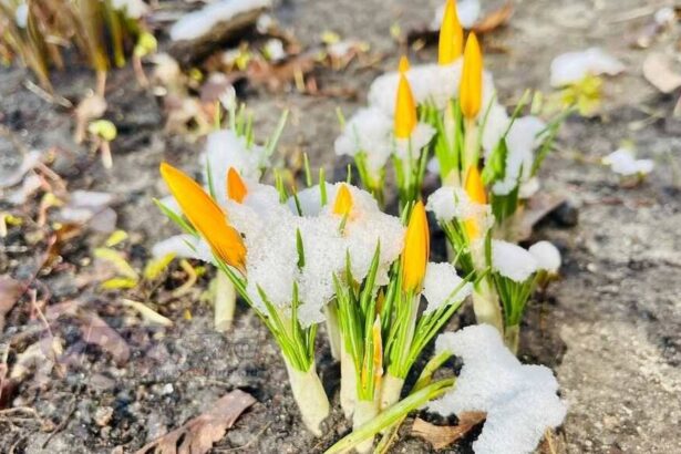 Погода при резком потеплении весной риски и сюрпризы