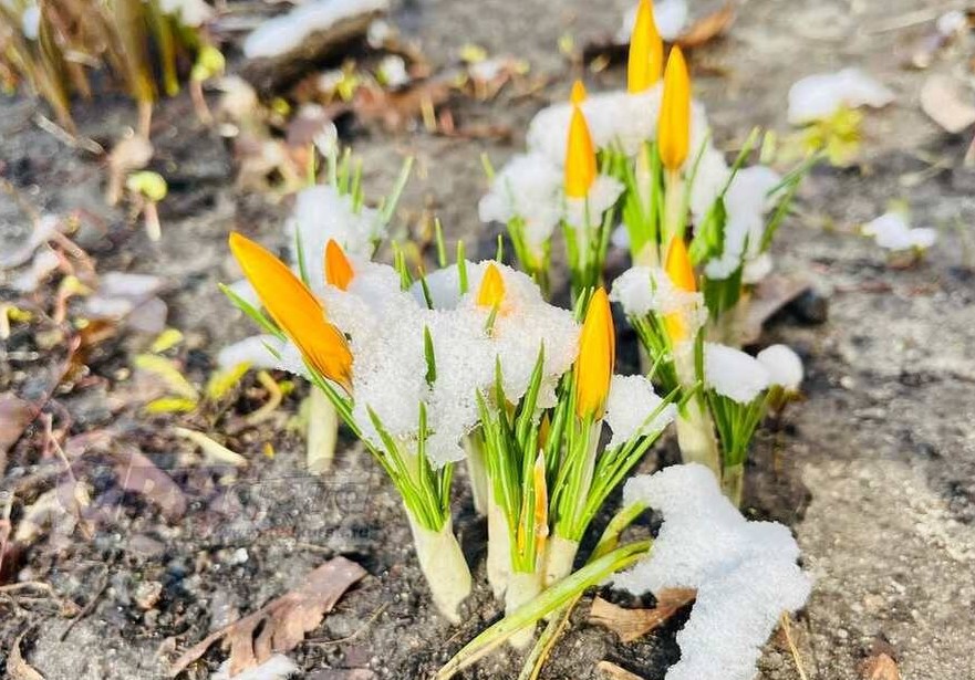 Погода при резком потеплении весной риски и сюрпризы 1 Погода при резком потеплении весной риски и сюрпризы