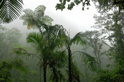 Погода в тропиках особенности климата и частые осадки 17 Погода в тропиках особенности климата и частые осадки