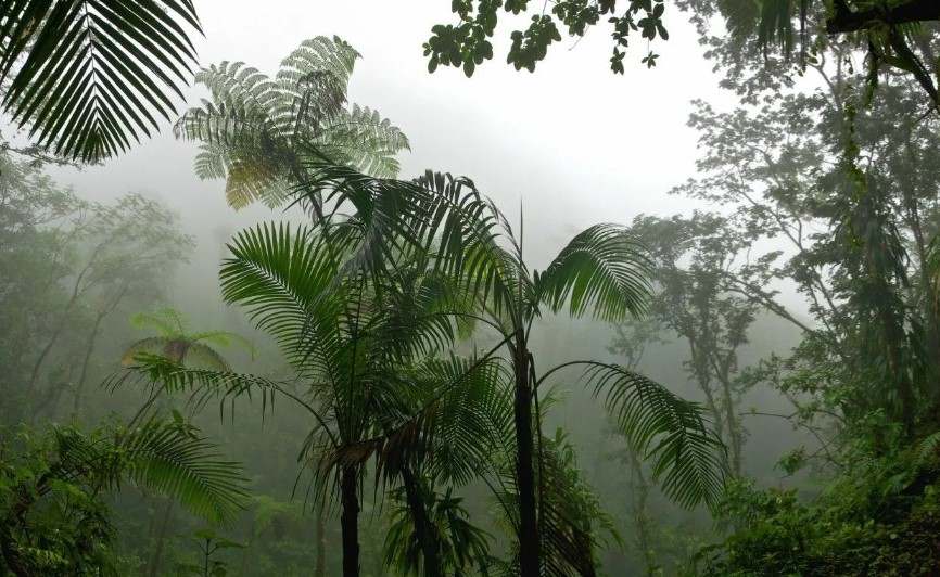 Погода в тропиках особенности климата и частые осадки 1 Погода в тропиках особенности климата и частые осадки
