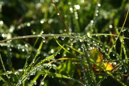 Погода в условиях росы