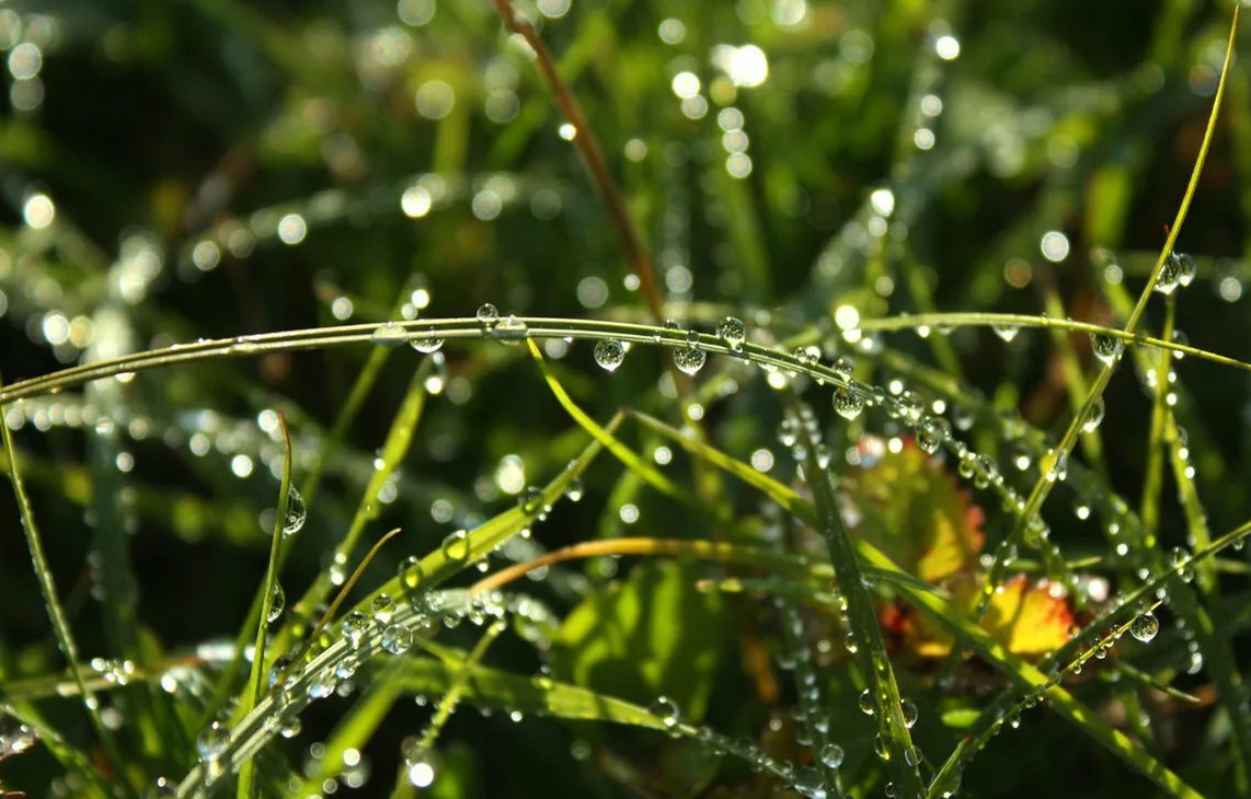 Погода в условиях росы