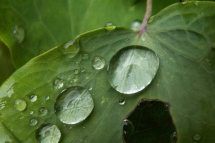 Погода во время кислотных дождей опасность для природы и людей 13 Погода во время кислотных дождей опасность для природы и людей