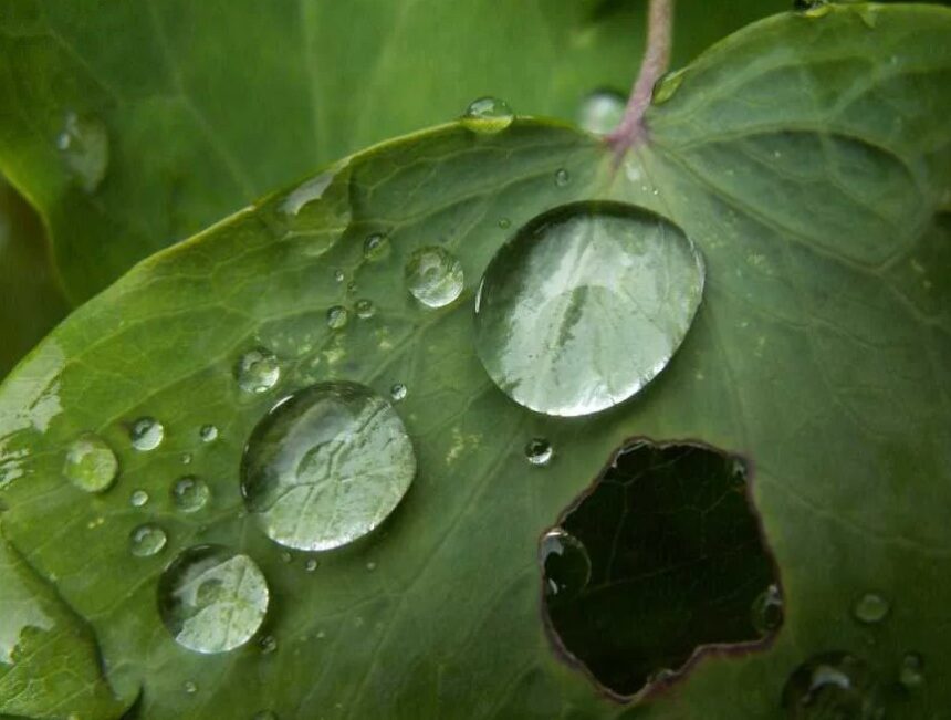 Погода во время кислотных дождей опасность для природы и людей