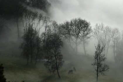 Погода в тумане как влияет на транспорт и здоровье 10 Погода в тумане как влияет на транспорт и здоровье