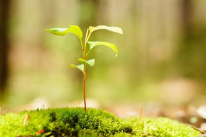 Совместимость удобрений между собой 12 Совместимость удобрений между собой