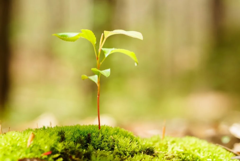 Совместимость удобрений между собой 1 Совместимость удобрений между собой