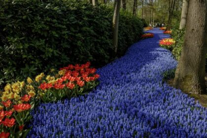 Тайны Кекенхофа — королевство тюльпанов в Лиссе (Нидерланды) 11 Тайны Кекенхофа — королевство тюльпанов в Лиссе (Нидерланды)