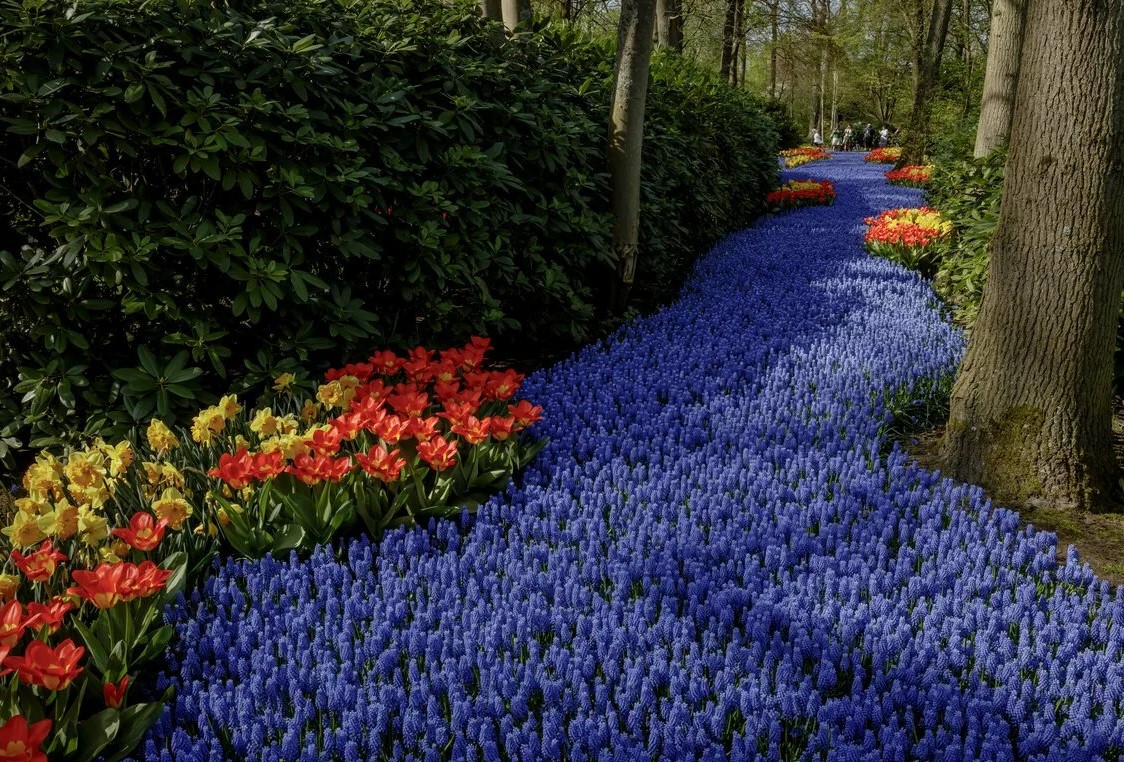 Тайны Кекенхофа — королевство тюльпанов в Лиссе (Нидерланды) 1 Тайны Кекенхофа — королевство тюльпанов в Лиссе (Нидерланды)