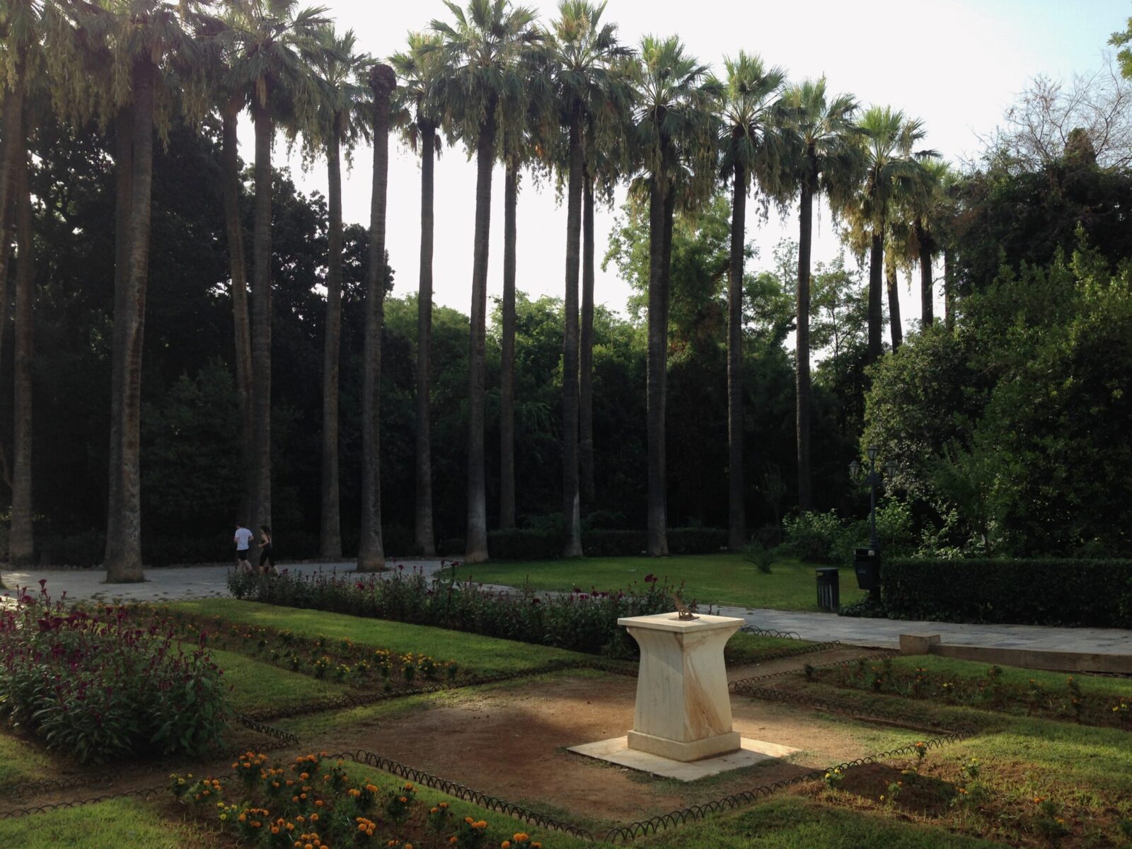 Основные виды растений