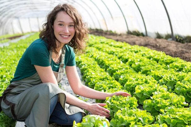 Удобрения для теплиц — особенности выбора