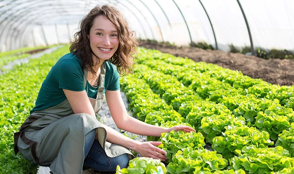 Удобрения для теплиц — особенности выбора 1 Удобрения для теплиц — особенности выбора