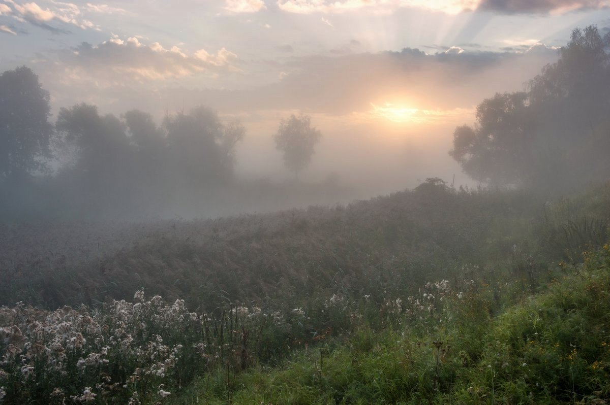 Как формируется роса и её взаимодействие с туманом