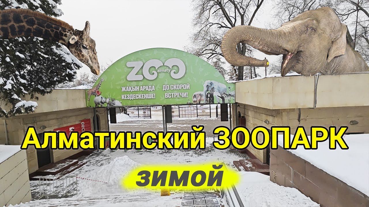 Поездки на зоосоревнования и выставки