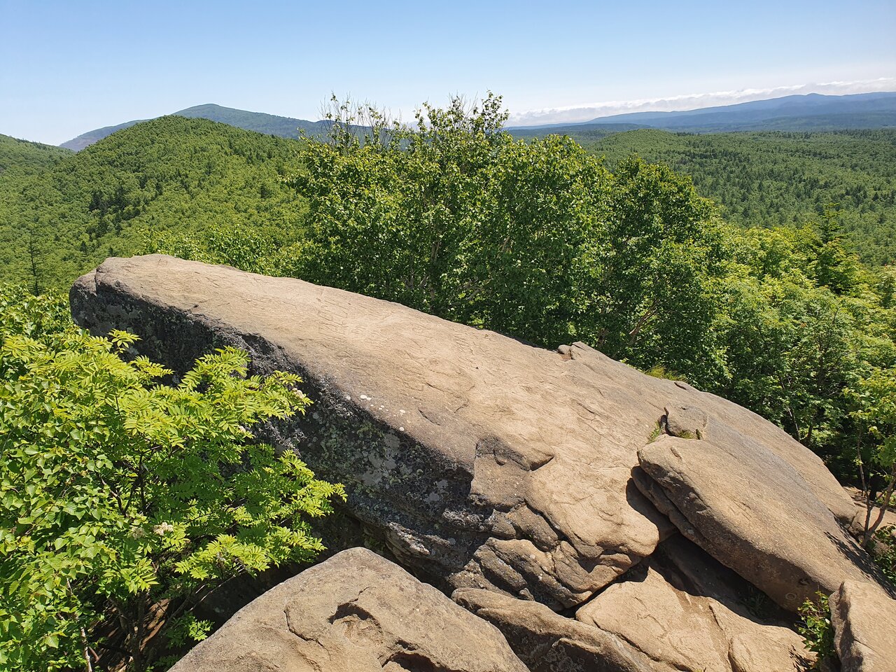 Кому подойдёт лягушка-камень: советы по выбору