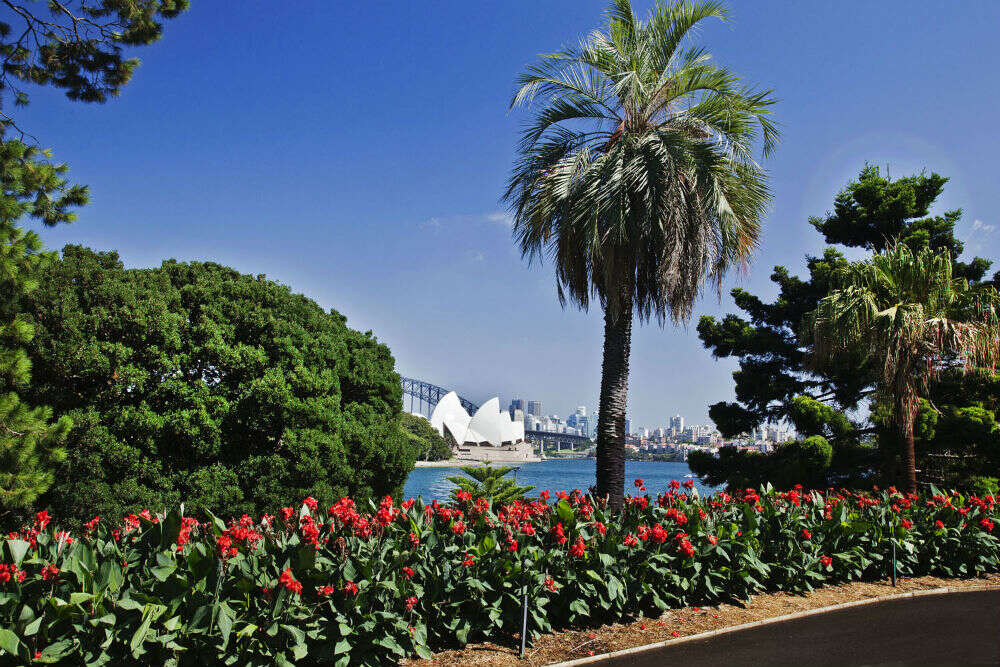 Ботанический сад в Сиднее — оазис у Оперного театра (Австралия) 5 Рекомендации по времени посещения для наилучших впечатлений