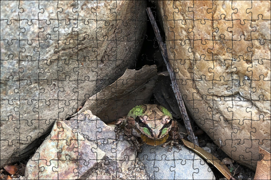 Влияние лягушки-камня на энергетику пространства