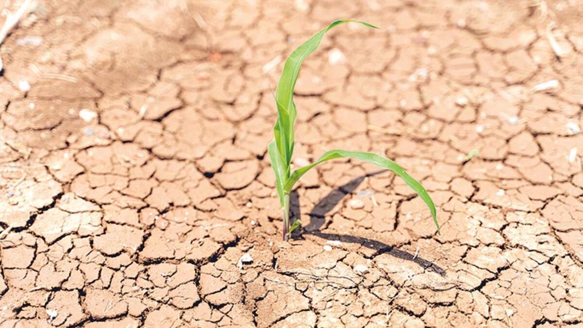 Влияние человека на экосистемы засушливых регионов